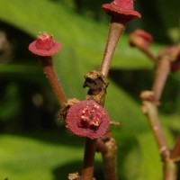 Euphorbia umbellata (Pax) Bruyns